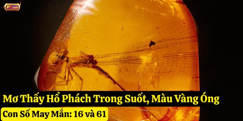 nằm mơ thấy hổ phách