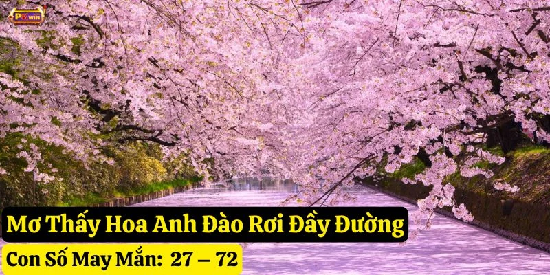 nằm mơ hoa anh đào