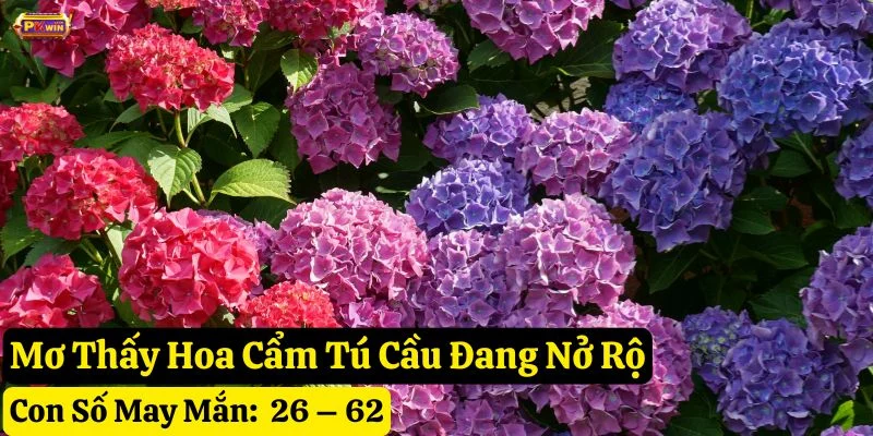 nằm mơ thấy hoa cẩm Tú cầu