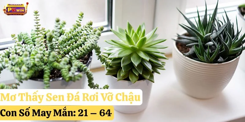 mơ thấy sen đá pkwin