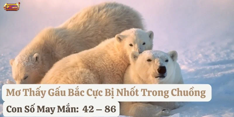 nằm mơ thấy gấu bắc cực
