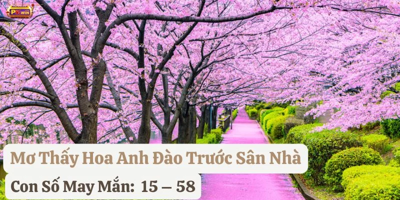 nằm mơ thấy hoa anh đào