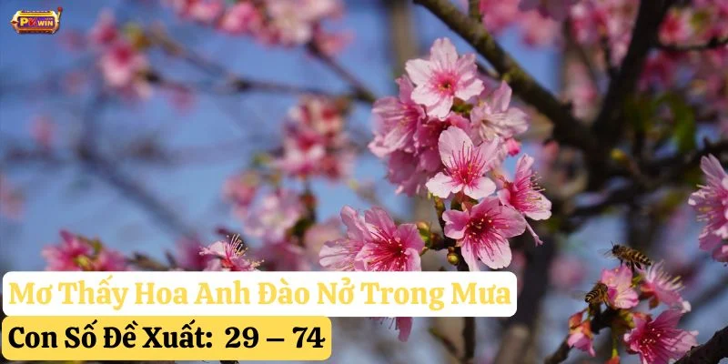 mơ thấy hoa anh đào