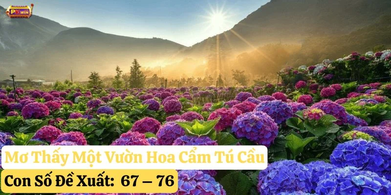 mơ thấy hoa cẩm Tú cầu