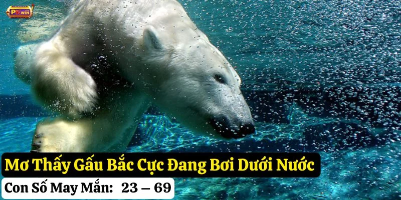 mơ thấy gấu bắc cực pkwin