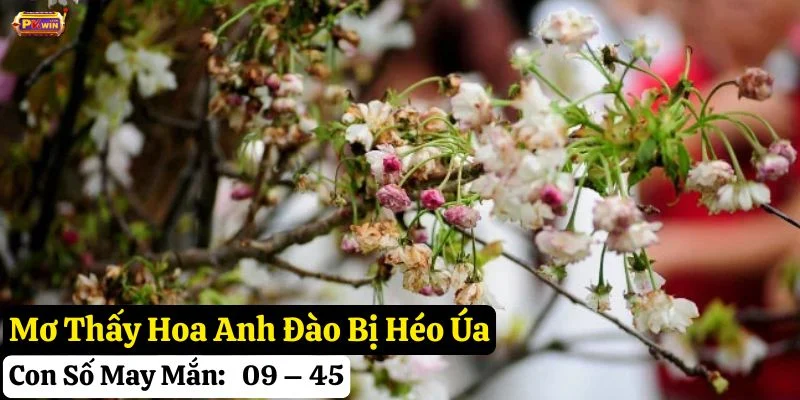 mơ thấy hoa anh đào pkwin