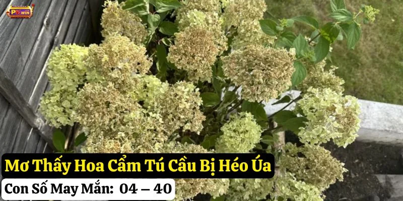mơ thấy hoa cẩm Tú cầu pkwin